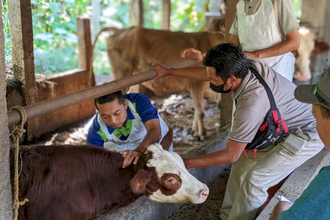 Vaksinasi PMK (Penyakit Mulut dan Kuku) di Desa Ngemplak Kecamatan Karangnongko