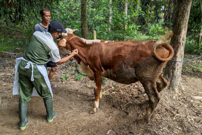 Vaksinasi PMK (Penyakit Mulut dan Kuku) di Desa Kanoman Kecamatan Karangnongko
