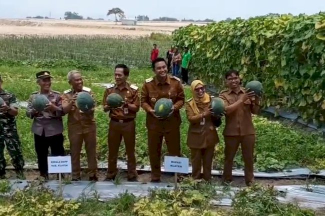 Bupati Klaten Hadiri Acara Panen Semangka di Desa Demakijo