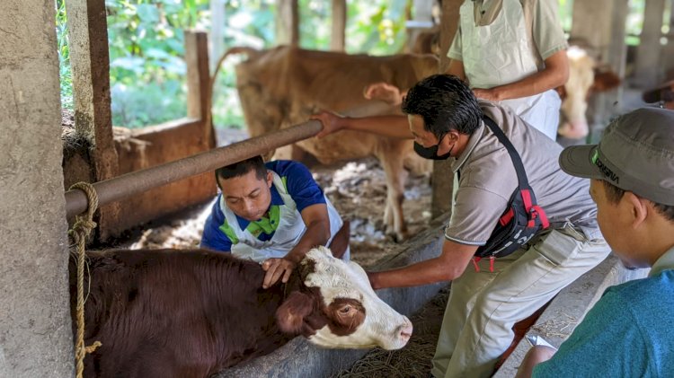 Vaksinasi PMK (Penyakit Mulut dan Kuku) di Desa Ngemplak Kecamatan Karangnongko