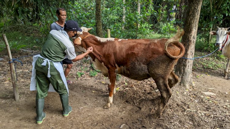 Vaksinasi PMK (Penyakit Mulut dan Kuku) di Desa Kanoman Kecamatan Karangnongko