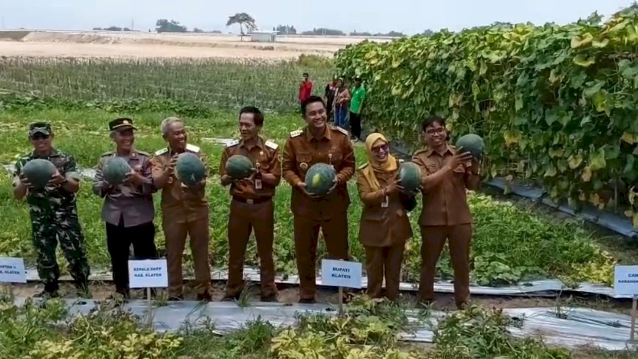 Bupati Klaten Hadiri Acara Panen Semangka di Desa Demakijo